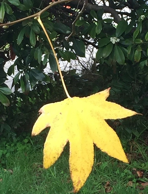 yellow-leaf.jpg